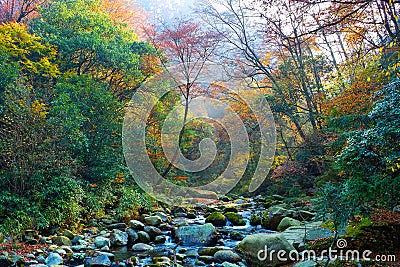 Autumn forest stream Stock Photo