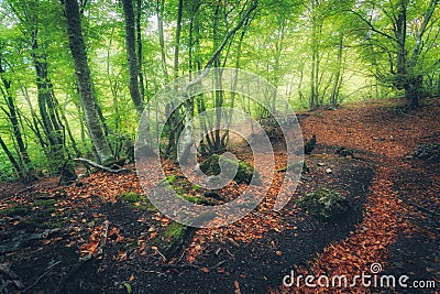 Autumn forest with trail in fog. Dreamy landscape Stock Photo