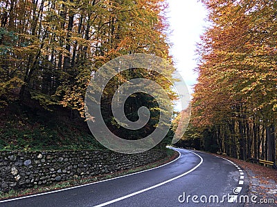 Autumn forest at the Transfagarasan pass Stock Photo