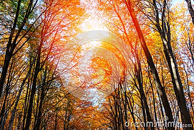 Autumn forest in Transylvania Stock Photo