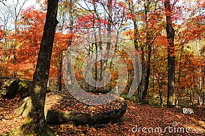 Autumn forest trees in magical colors Stock Photo