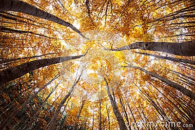 Autumn forest treetops Stock Photo