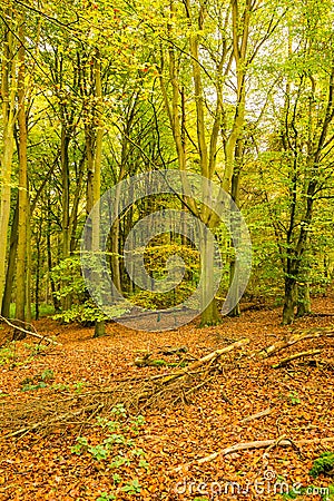 Autumn in the Forest Stock Photo