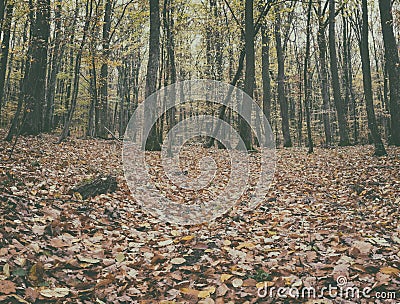 Autumn forest vintage image, natural background Stock Photo