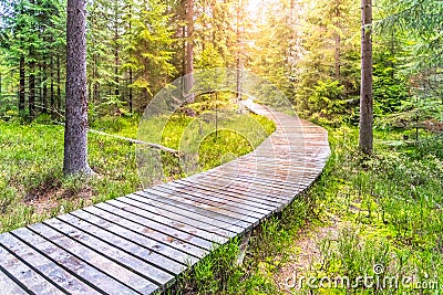 Autumn forest walk. Touristic wooden plank path Stock Photo