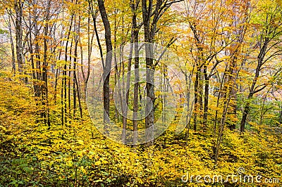 Autumn Forest Western NC Fall Foliage Trees Scenic Nature Photography Stock Photo