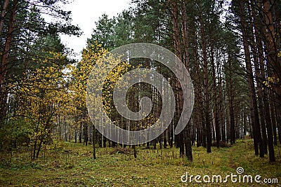 Autumn in the forest a wondrous time for the pine road, a very bright colors Stock Photo