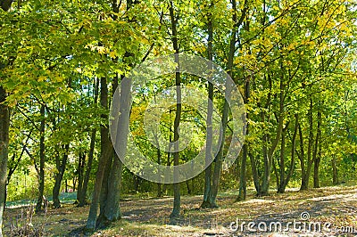 Autumn forest with yellow leaves and blue sky Stock Photo