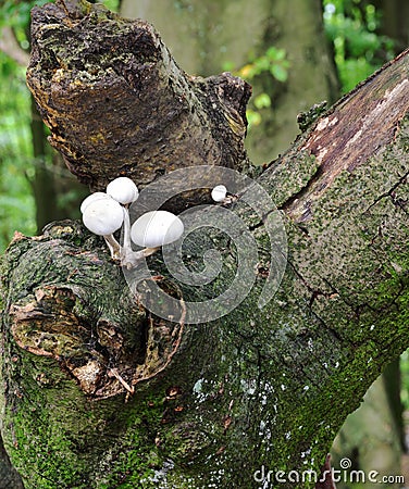 Autumn Fruiting Fungi Stock Photo