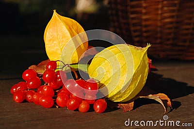 Autumn fruits Stock Photo