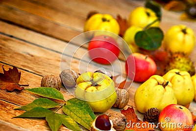 Autumn fruits Stock Photo