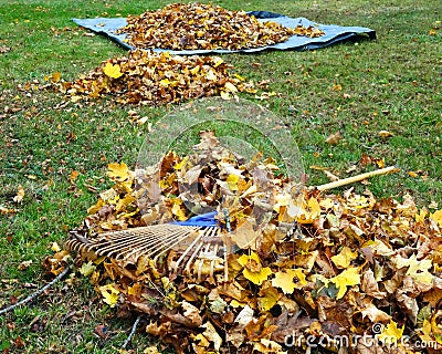 Autumn Garden Chore Stock Photo