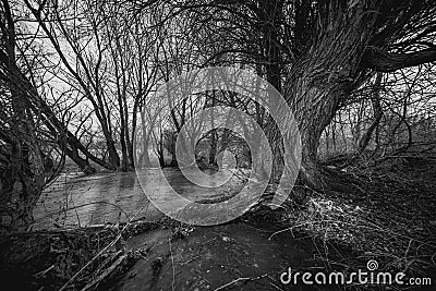 Autumn garden with persimmon trees and fallen leaves early misty cloudy morning Stock Photo