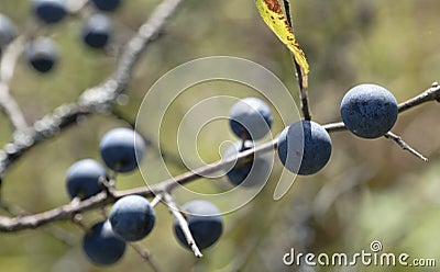 Autumn garden, Prickly plum (Thorn) with ripe dark blue barries on branches. Stock Photo