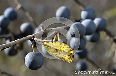 Autumn garden, Prickly plum (Thorn) with ripe dark blue barries on branches. Stock Photo