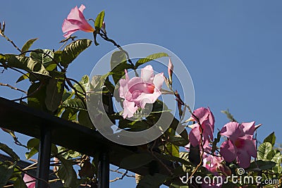 Pink flowering mandevilla vine growing on metal fence Stock Photo