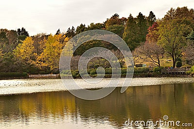 Autumn Ginkgo leaves & Japanese Lake side Stock Photo