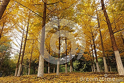 Autumn Ginkgo Trees in the Suburbs Stock Photo