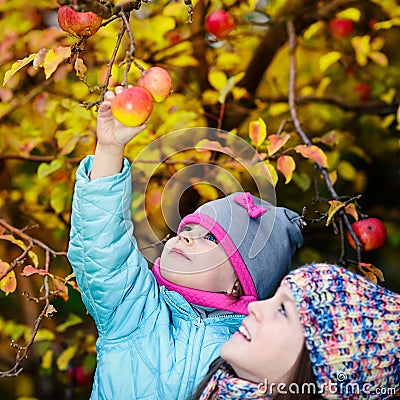 Autumn girl picking apple from tree Stock Photo