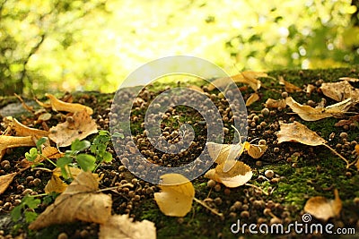 Autumn Gold Leaves Stock Photo