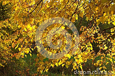 Autumn gold leaves Stock Photo