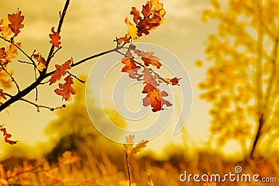 Autumn gold nature scene Stock Photo