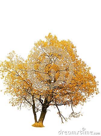 Autumn gold tree Stock Photo