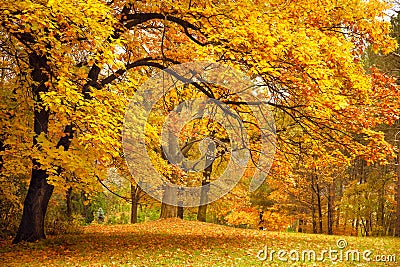 Autumn / Gold Trees in a park Stock Photo