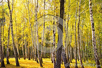 Autumn gold wood Stock Photo