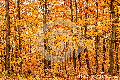 Autumn golden forest Stock Photo