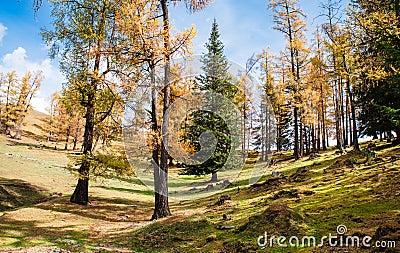 Autumn golden forest in Xinjiang Stock Photo