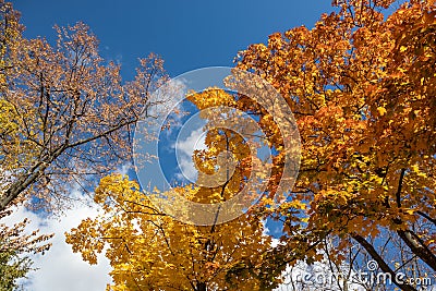 Autumn golden maple trees on blue sky, look up Stock Photo