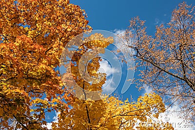 Autumn golden maple trees on blue sky, look up Stock Photo