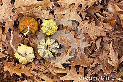 Autumn Gourds Stock Photo