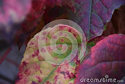 colorful autumn frost leaves Stock Photo