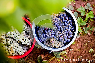 Autumn grape harvest Stock Photo