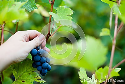 Autumn grape harvest Stock Photo