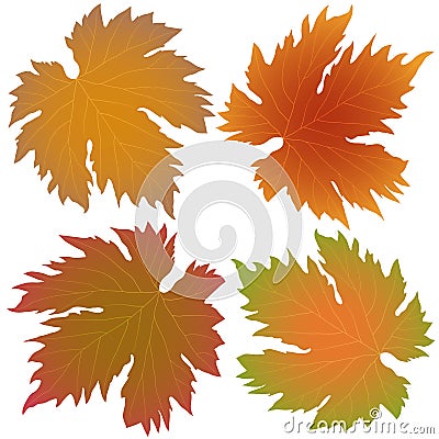 Autumn grape leaves Vector Illustration