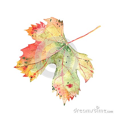 Autumn grape vine leaf isolated on white background. Botanical watercolor. Single leaf Cartoon Illustration