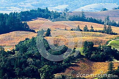 Autumn Dream - Autumn grape vines paint reds and yellows over rolling hills. Alexander Valley, California, USA Stock Photo