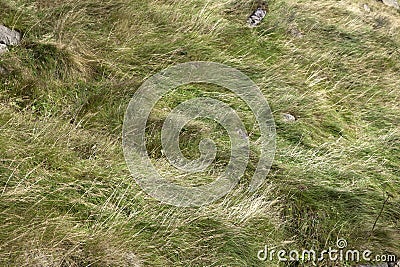 Autumn grass background Stock Photo