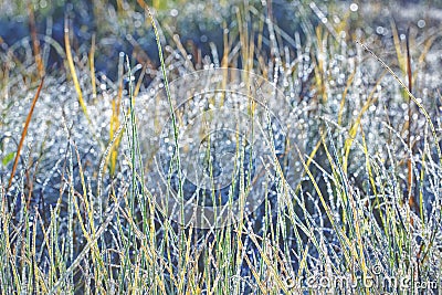 Unsaturated color and tone of grass covered with hoarfrost as background Stock Photo