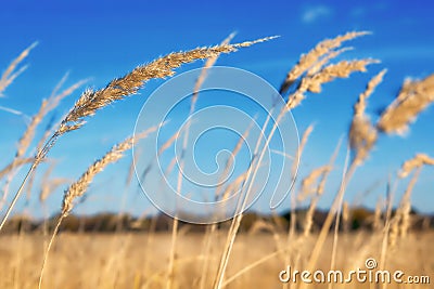 Golden field against the blue sky Stock Photo