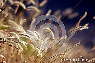 Autumn Grass at Sunset Stock Photo