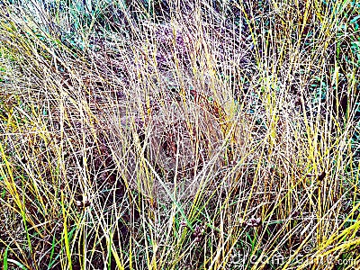 Autumn grass. Weed in the garden, nature fading. Stock Photo