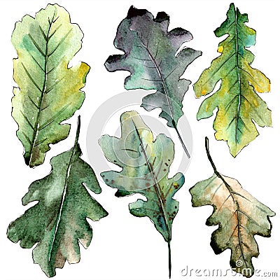 Autumn green oak leaf. Leaf plant botanical garden floral foliage. Isolated illustration element. Cartoon Illustration