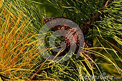 Autumn green and yellow needles and mature cones of pine Pinus family Stock Photo