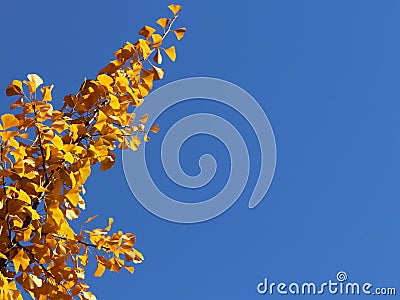 Autumn greeting card with blue background and yellow autumn branches. Copispeses for the inscription. Yellow autumn leaves on the Stock Photo