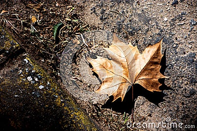 Autumn on the ground Stock Photo