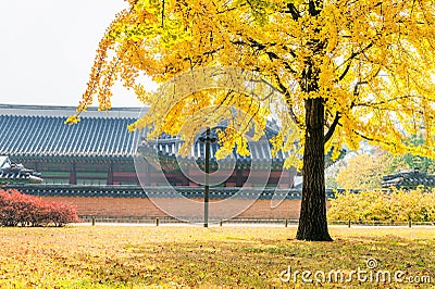 Autumn in Gyeongbukgung Palace,Korea. Stock Photo